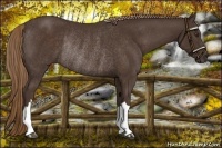 Horse Color:Liver Chestnut Rabicano 