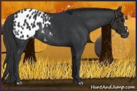 Horse Color:Black Blanket Rabicano 