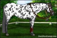 Horse Color:Black Appaloosa Rabicano 