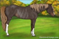 Horse Color:Liver Chestnut Rabicano 