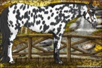 Horse Color:Black Near Leopard