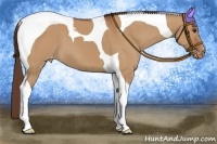 Horse Color:Bay Dun Tobiano Appaloosa 