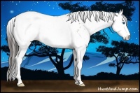 Horse Color:Bay Sabino Splash Leopard Rabicano 