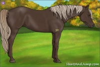 Horse Color:Liver Chestnut Rabicano 
