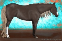 Horse Color:Liver Chestnut Rabicano 