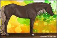 Horse Color:Liver Chestnut Rabicano