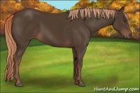 Horse Color:Liver Chestnut Rabicano