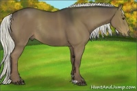 Horse Color:Liver Chestnut Rabicano