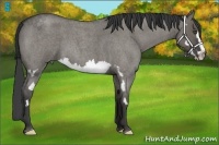 Horse Color:Smoky Grullo Roan Splash Frame 