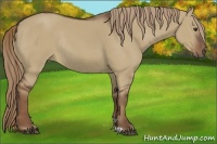 Horse Color:Liver Red Dun Rabicano 