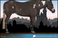 Horse Color:White Spotted Liver Chestnut Rabicano