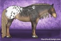 Horse Color:Liver Chestnut Appaloosa Rabicano 