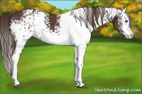 Horse Color:White Spotted Liver Chestnut Splash 