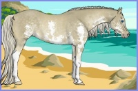 Horse Color:Chocolate Palomino Splash Rabicano