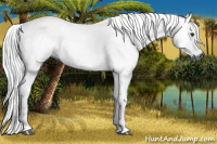 Horse Color:Gray Liver Chestnut Rabicano 