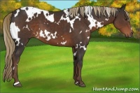Horse Color:White Spotted Liver Chestnut