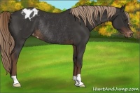 Horse Color:Liver Chestnut Appaloosa Rabicano 