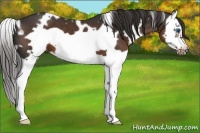 Horse Color:White Spotted Liver Chestnut Splash Frame 