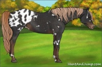 Horse Color:White Spotted Liver Chestnut Blanket 