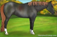 Horse Color:Liver Chestnut 