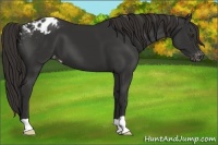 Horse Color:Liver Chestnut Appaloosa 