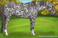 Horse Color:Liver Chestnut Appaloosa 