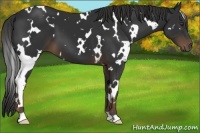 Horse Color:White Spotted Liver Chestnut