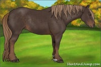 Horse Color:Liver Chestnut Rabicano 