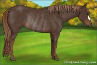 Horse Color:Liver Chestnut Rabicano 