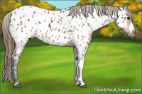 Horse Color:Buckskin Near Leopard 