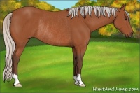 Horse Color:Silver Bay Rabicano