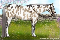 Horse Color:Brown Dun Near Leopard Rabicano Brindle 
