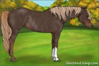 Horse Color:Liver Chestnut Rabicano 