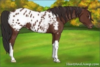 Horse Color:Bay Appaloosa