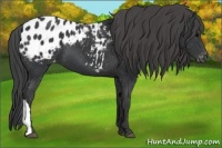 Horse Color:Black Blanket 