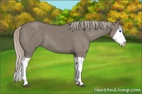 Horse Color:Silver Grullo Splash