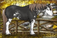 Horse Color:Liver Chestnut Sabino Rabicano 