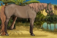 Horse Color:Liver Red Dun Rabicano 