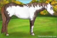 Horse Color:Liver Chestnut Frame Rabicano