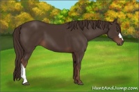 Horse Color:Liver Chestnut 