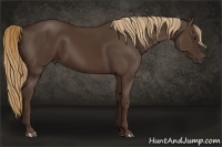 Horse Color:Liver Chestnut Rabicano 