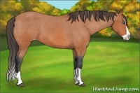 Horse Color:Bay Splash Appaloosa