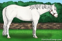 Horse Color:Cremello Dun 