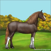 Horse Color:Liver Chestnut Rabicano 