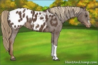 Horse Color:Liver Chestnut Near Leopard 