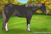 Horse Color:Liver Chestnut 