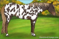 Horse Color:Liver Chestnut Near Leopard Rabicano 