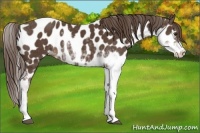 Horse Color:Liver Chestnut Sabino Appaloosa 