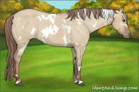 Horse Color:White Spotted Red Dun Appaloosa
