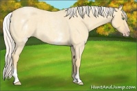 Horse Color:White Spotted Gold Cream Champagne Roan 